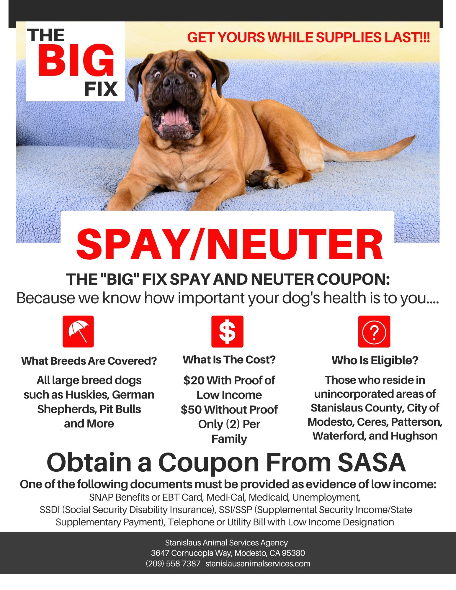 cheap places to get dog spayed