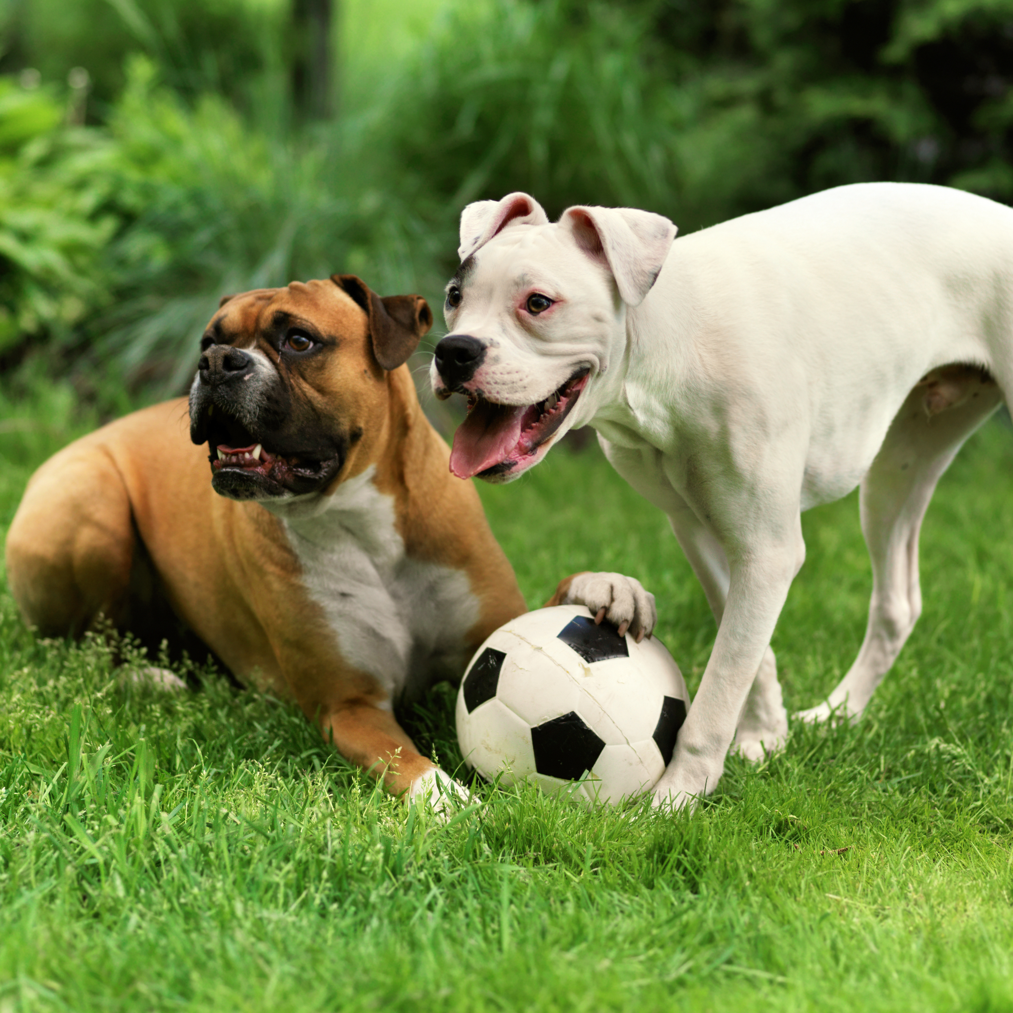 Introducing a New Dog to Your Dog at Home