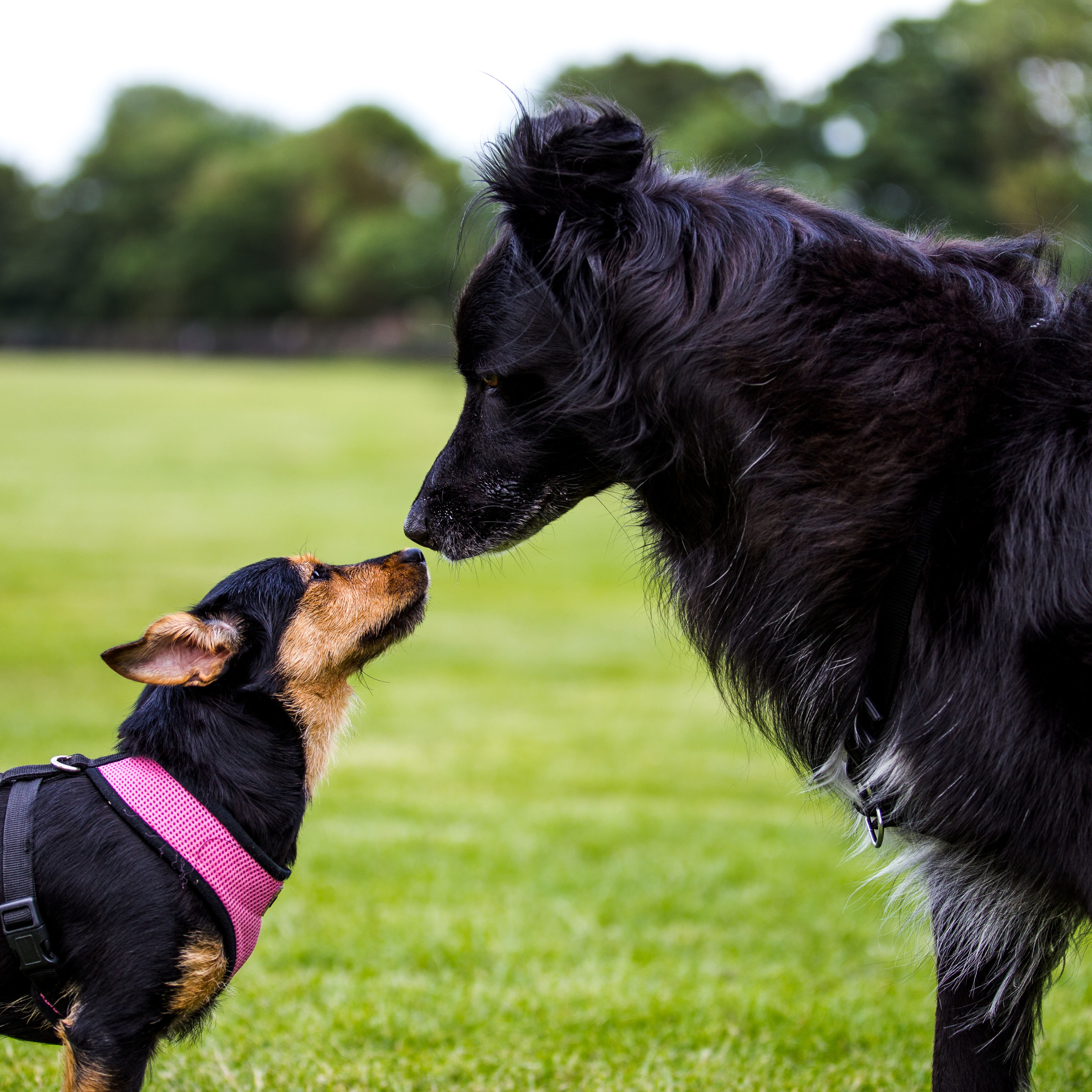 Introducing a New Dog to Your Dog at Home