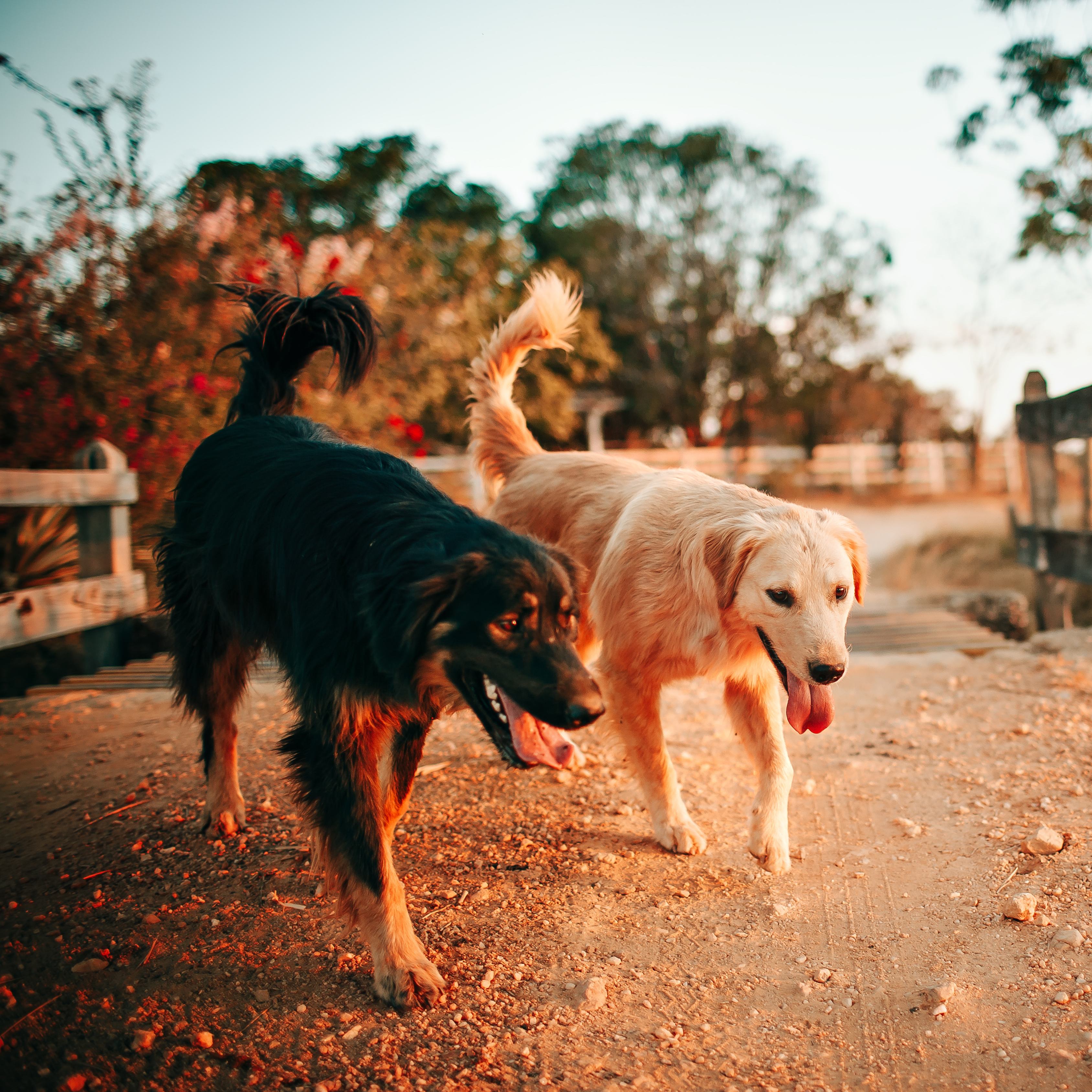 Introducing a New Dog to Your Dog at Home