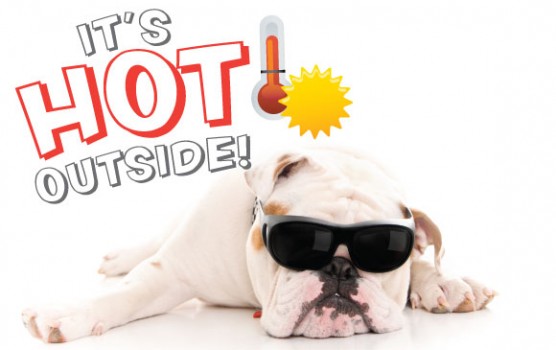 Overheated dog