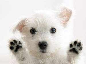 Puppy with paws up